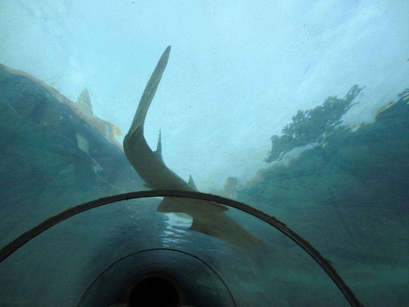 Predator-Lagoon-Underwater-Tunnel-Sharks-Atlantis-Bahamas-024