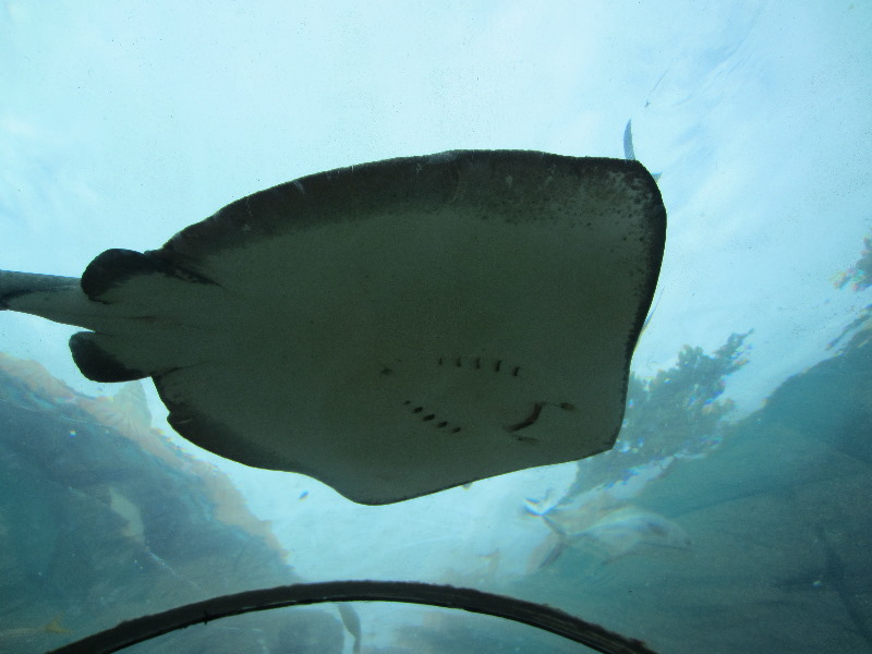 Predator-Lagoon-Underwater-Tunnel-Sharks-Atlantis-Bahamas-025