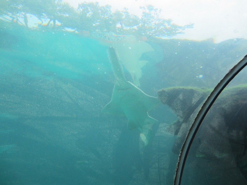 Predator-Lagoon-Underwater-Tunnel-Sharks-Atlantis-Bahamas-027