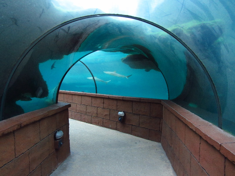 Predator-Lagoon-Underwater-Tunnel-Sharks-Atlantis-Bahamas-032
