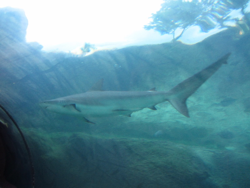 Predator-Lagoon-Underwater-Tunnel-Sharks-Atlantis-Bahamas-035