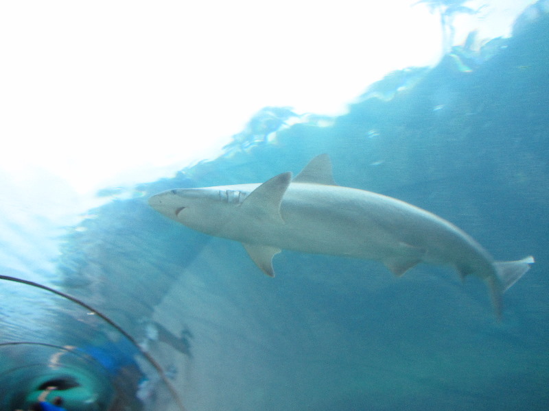 Predator-Lagoon-Underwater-Tunnel-Sharks-Atlantis-Bahamas-036