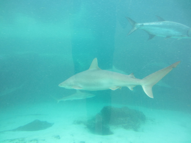 Predator-Lagoon-Underwater-Tunnel-Sharks-Atlantis-Bahamas-039
