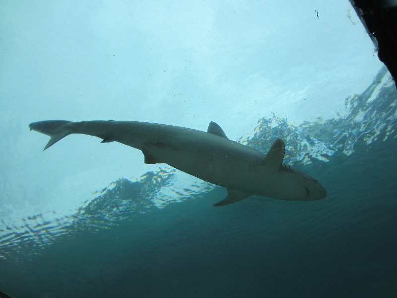 Predator-Lagoon-Underwater-Tunnel-Sharks-Atlantis-Bahamas-041