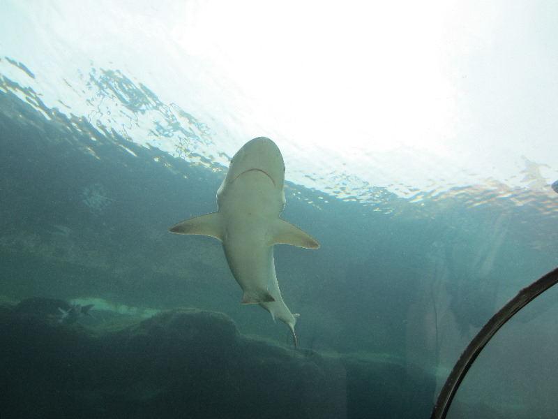 Predator-Lagoon-Underwater-Tunnel-Sharks-Atlantis-Bahamas-042