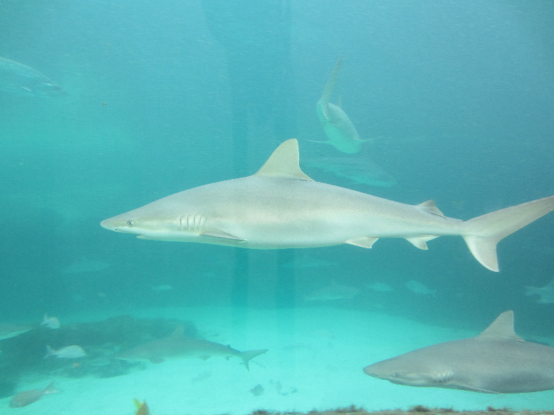 Predator-Lagoon-Underwater-Tunnel-Sharks-Atlantis-Bahamas-044