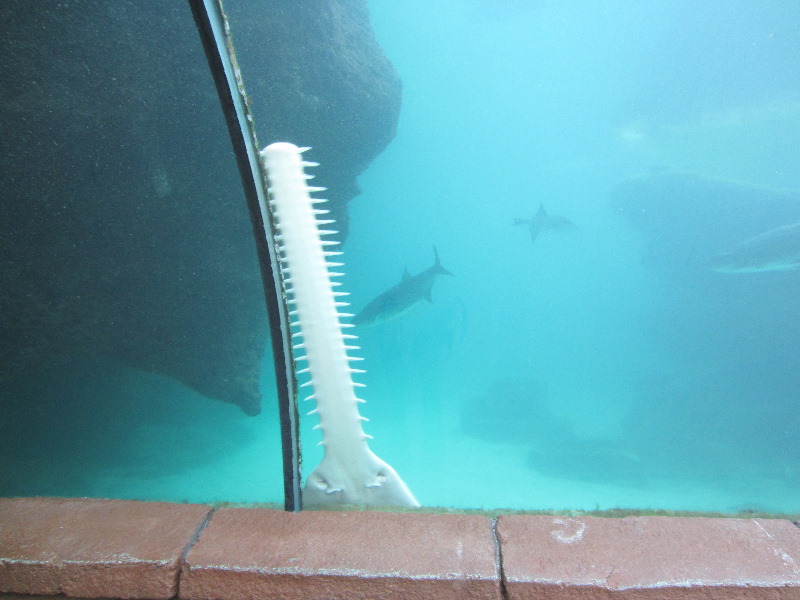 Predator-Lagoon-Underwater-Tunnel-Sharks-Atlantis-Bahamas-045