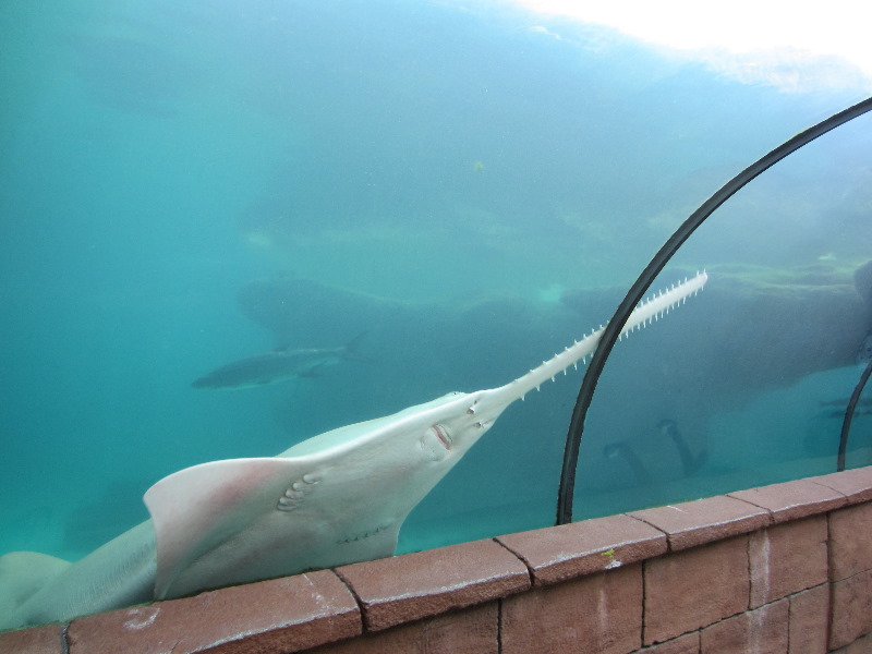 Predator-Lagoon-Underwater-Tunnel-Sharks-Atlantis-Bahamas-046