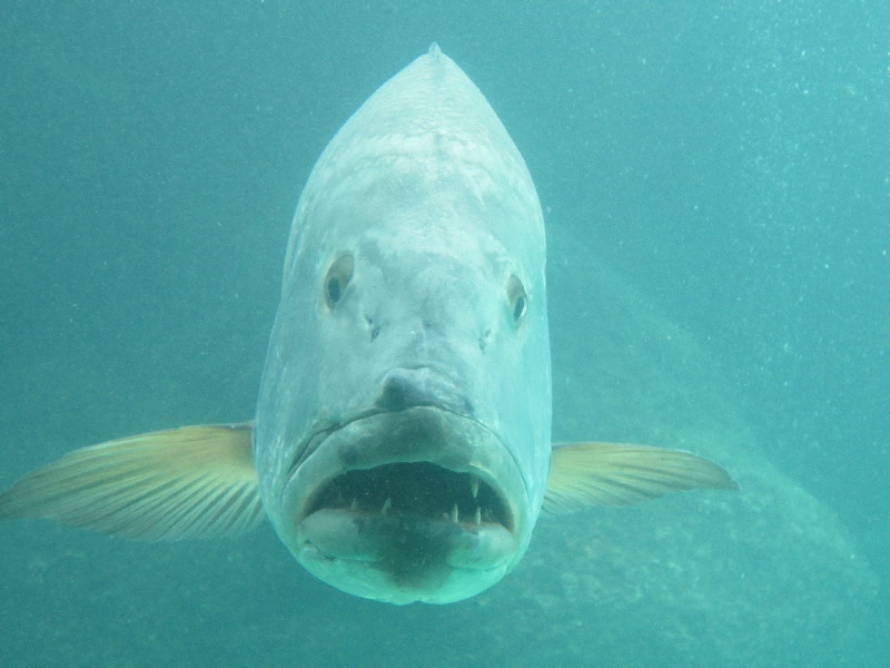 Predator-Lagoon-Underwater-Tunnel-Sharks-Atlantis-Bahamas-048