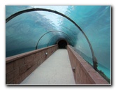 Predator-Lagoon-Underwater-Tunnel-Sharks-Atlantis-Bahamas-001