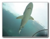 Predator-Lagoon-Underwater-Tunnel-Sharks-Atlantis-Bahamas-002