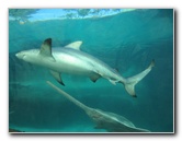Predator-Lagoon-Underwater-Tunnel-Sharks-Atlantis-Bahamas-003