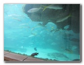 Predator-Lagoon-Underwater-Tunnel-Sharks-Atlantis-Bahamas-004