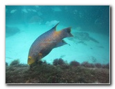 Predator-Lagoon-Underwater-Tunnel-Sharks-Atlantis-Bahamas-006
