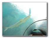 Predator-Lagoon-Underwater-Tunnel-Sharks-Atlantis-Bahamas-008