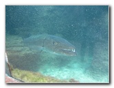 Predator-Lagoon-Underwater-Tunnel-Sharks-Atlantis-Bahamas-009