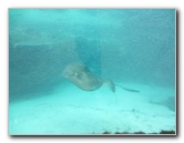 Predator-Lagoon-Underwater-Tunnel-Sharks-Atlantis-Bahamas-010