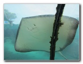 Predator-Lagoon-Underwater-Tunnel-Sharks-Atlantis-Bahamas-012