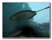 Predator-Lagoon-Underwater-Tunnel-Sharks-Atlantis-Bahamas-014