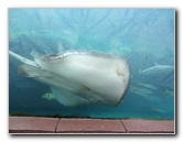 Predator-Lagoon-Underwater-Tunnel-Sharks-Atlantis-Bahamas-016