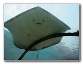 Predator-Lagoon-Underwater-Tunnel-Sharks-Atlantis-Bahamas-017