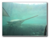 Predator-Lagoon-Underwater-Tunnel-Sharks-Atlantis-Bahamas-019