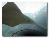 Predator-Lagoon-Underwater-Tunnel-Sharks-Atlantis-Bahamas-021