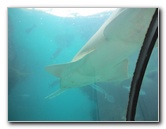 Predator-Lagoon-Underwater-Tunnel-Sharks-Atlantis-Bahamas-022