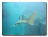 Predator-Lagoon-Underwater-Tunnel-Sharks-Atlantis-Bahamas-023