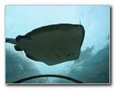 Predator-Lagoon-Underwater-Tunnel-Sharks-Atlantis-Bahamas-025