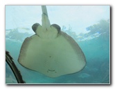 Predator-Lagoon-Underwater-Tunnel-Sharks-Atlantis-Bahamas-026