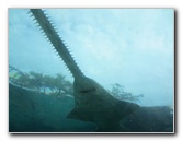 Predator-Lagoon-Underwater-Tunnel-Sharks-Atlantis-Bahamas-028