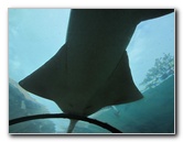 Predator-Lagoon-Underwater-Tunnel-Sharks-Atlantis-Bahamas-029