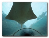 Predator-Lagoon-Underwater-Tunnel-Sharks-Atlantis-Bahamas-030