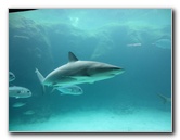 Predator-Lagoon-Underwater-Tunnel-Sharks-Atlantis-Bahamas-031