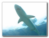 Predator-Lagoon-Underwater-Tunnel-Sharks-Atlantis-Bahamas-033