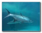 Predator-Lagoon-Underwater-Tunnel-Sharks-Atlantis-Bahamas-034
