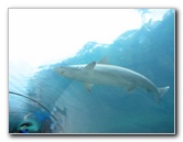 Predator-Lagoon-Underwater-Tunnel-Sharks-Atlantis-Bahamas-036