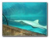 Predator-Lagoon-Underwater-Tunnel-Sharks-Atlantis-Bahamas-038