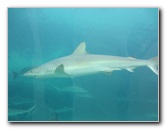 Predator-Lagoon-Underwater-Tunnel-Sharks-Atlantis-Bahamas-040
