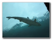 Predator-Lagoon-Underwater-Tunnel-Sharks-Atlantis-Bahamas-041