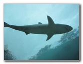 Predator-Lagoon-Underwater-Tunnel-Sharks-Atlantis-Bahamas-043