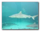 Predator-Lagoon-Underwater-Tunnel-Sharks-Atlantis-Bahamas-044