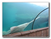 Predator-Lagoon-Underwater-Tunnel-Sharks-Atlantis-Bahamas-046