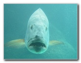 Predator-Lagoon-Underwater-Tunnel-Sharks-Atlantis-Bahamas-048