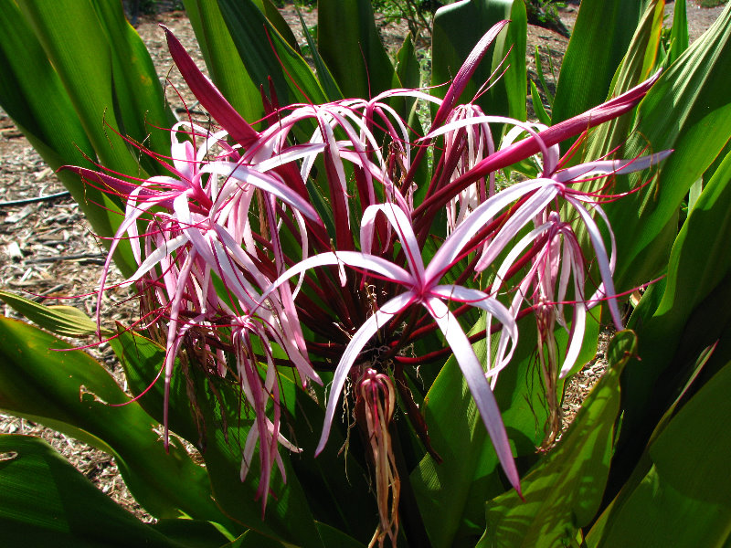 Pua-Mau-Place-Botanical-Garden-Kawaihae-Big-Island-Hawaii-033