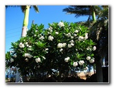 Pua-Mau-Place-Botanical-Garden-Kawaihae-Big-Island-Hawaii-002