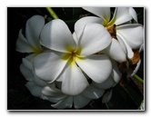 Pua-Mau-Place-Botanical-Garden-Kawaihae-Big-Island-Hawaii-032