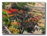 Pua-Mau-Place-Botanical-Garden-Kawaihae-Big-Island-Hawaii-045