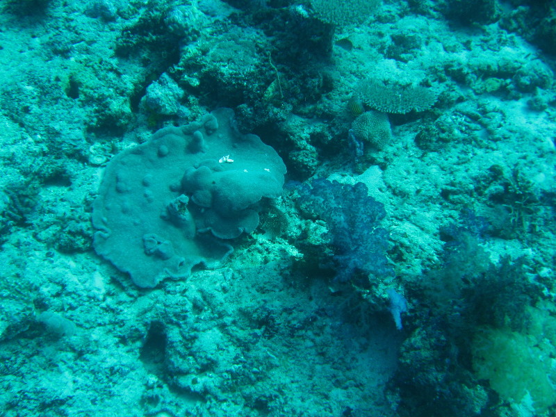 Rainbow-Reef-Scuba-Diving-Taveuni-Fiji-013